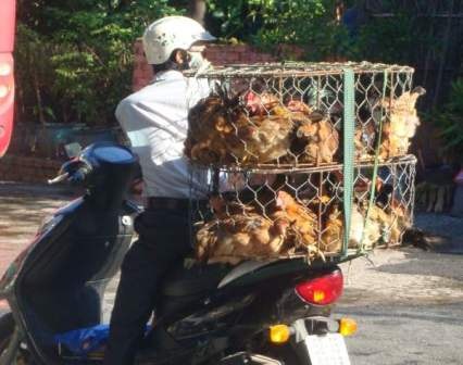 TPHCM: Gia cầm từ vùng dịch đang tràn vào thành phố - 2 TPHCM: Gia cầm từ vùng dịch đang tràn vào thành phố - 2