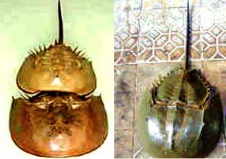 3 người ngộ độc vì ăn nhầm so biển