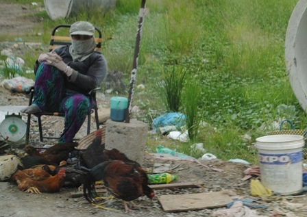 Gà được bán công khai nhưng không thấy cơ quan chức năng can thiệp