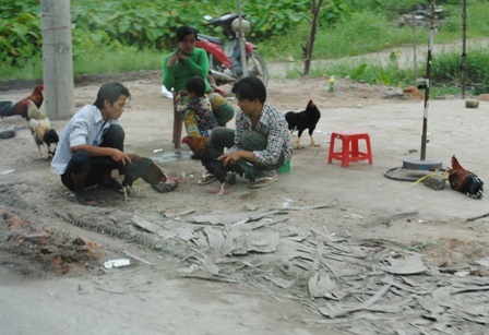 Gà đá vỡ đòn bày bán trên tỉnh lộ 10 quận Bình Tân