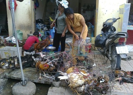 Vi rút nguy hiểm đe dọa, gia cầm lậu vẫn tung hoành - 1 Gia cầm lậu vẫn công khai buôn bán bất chấp lệnh cấm