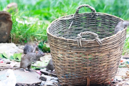 Chuột hoành hành khắp nơi bất kể ngày đêm