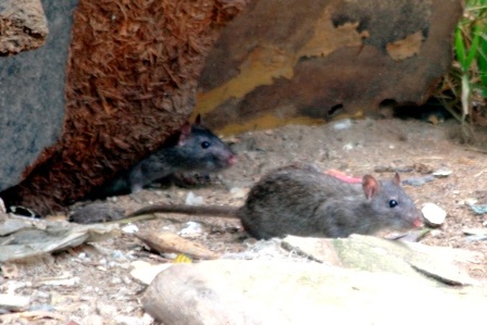 Khó có thể tiêu diệt được tận gốc chuột mang mầm bệnh nguy hiểm