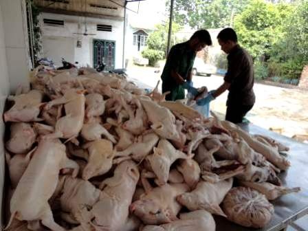 Heo sữa không rõ nguồn gốc bị tịch thu mang đi tiêu hủy