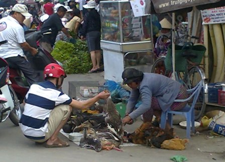 Các điểm buôn bán gia cầm lậu đang lộng hành vào cuối năm