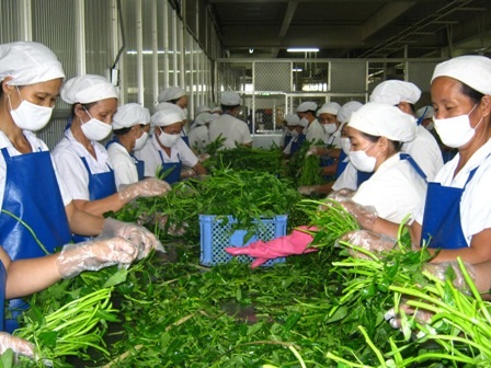 Đến 2015 chuỗi thực phẩm an toàn sẽ cung ứng 50% nhu cầu của người dân