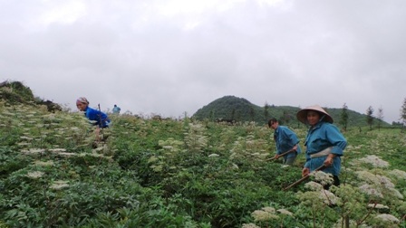 Vùng dược liệu tại tỉnh Hà Giang có triển vọng cung cấp đủ cho cả nước