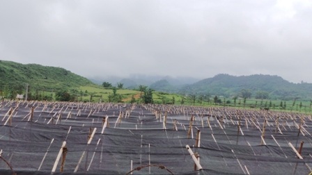 Nguồn thuốc phục vụ chữa bệnh cho nhân dân đang được nhân giống đại trà