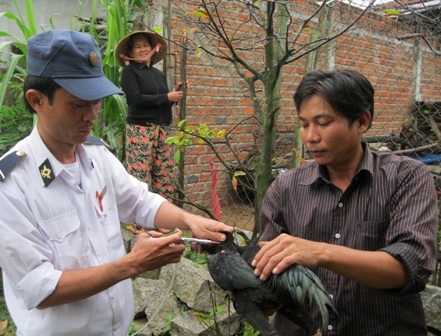 Nhiều địa phương đang cần thêm vắc-xin phòng dịch H5N1 (ảnh Sơn Công)