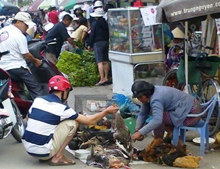 Các điểm chợ đang trở thành ổ dịch cúm gia cầm