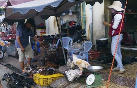 Sự ngoan cố của các đối tượng bán gia cầm đang cản trở công tác phòng chống dịch