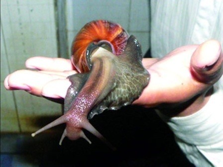 Ốc sên - vật chủ mang ký sinh trùng gây bệnh