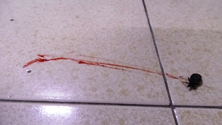 Con bọ xít hút máu bị gia đình tiêu diệt