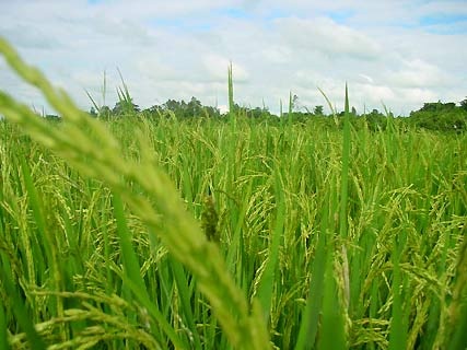 Chuyên gia Việt Nam sang Mô-zăm-bíc giúp cải thiện trồng lúa - 1 Chuyên gia Việt Nam sang Mô-zăm-bíc giúp cải thiện trồng lúa - 1