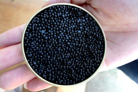 Việt Nam ra mắt cơ sở nuôi cá tầm lớn nhất thế giới - 3