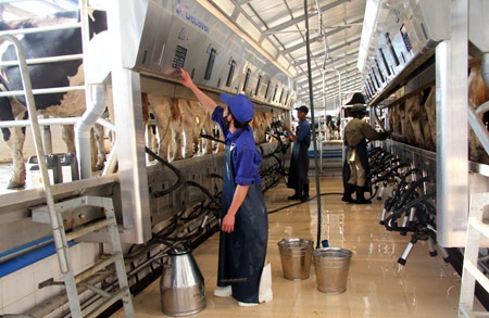 Mộc Châu: Đẩy mạnh sản xuất sữa sạch