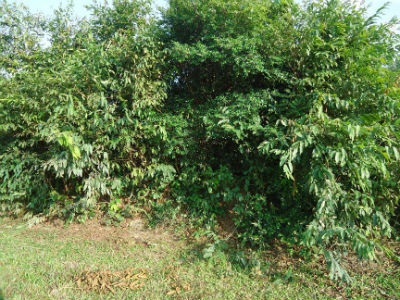 Bụi rậm nơi “siêu trộm” giấu xe máy