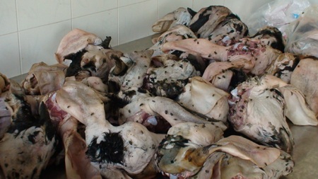 93kg thịt dê đã bốc mùi hôi thối