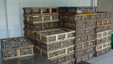 100 nghìn quả trứng cút không có giấy chứng nhận kiểm dịch