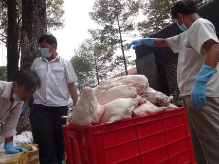 Số heo sữa thối đang vận chuyển vào thành phố để tiêu thụ