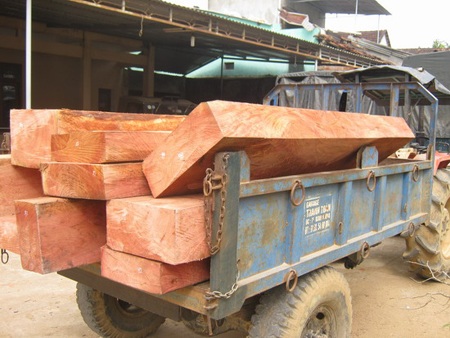Bắt quả tang một công an chở gỗ lậu - 1 Số gỗ bị Hạt kiểm lâm huyện Hoài Ân thu giữ