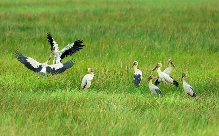 Bảo tồn đa dạng sinh học tại Vườn Quốc gia Tràm chim - 5 Diệc lửa cũng như các loài chim khác kiếm ăn là cảnh quen thuộc tại Tràm Chim