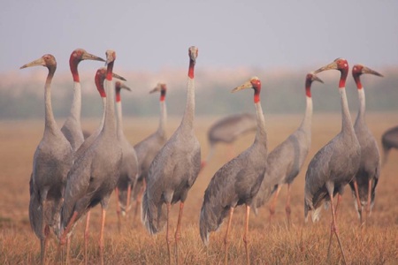 Bảo tồn đa dạng sinh học tại Vườn Quốc gia Tràm chim - 6 Diệc lửa cũng như các loài chim khác kiếm ăn là cảnh quen thuộc tại Tràm Chim
