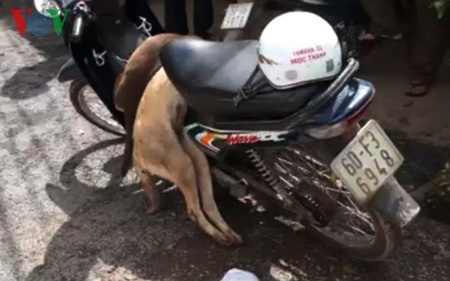 Tang vật vụ trộm chó của Hoài