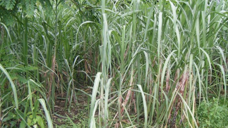 Xác thiếu phụ lõa thể bị xâm hại nằm giữa ruộng mía - 1 Ruộng mía nơi phát hiện thi thể của nạn nhân