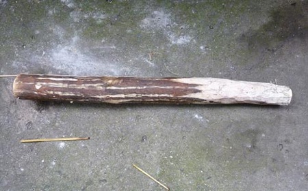 Cây gậy gỗ xoài, hung khí đối tượng dùng sát hại nạn nhân.