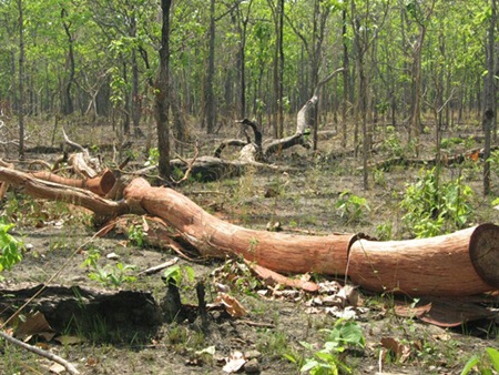 Gỗ bị lâm tặc đốn hạ (ảnh minh họa)