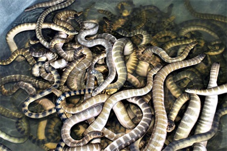 Đến Quảng Bình thưởng thức đặc sản Đẻn biển - 1 Đẻn biển chính là một loại rắn biển