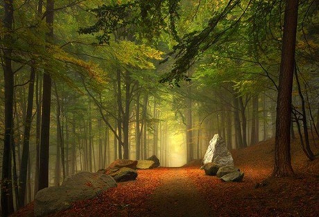 Chiêm ngưỡng 12 kiệt tác của "Mẹ thiên nhiên" - 3 Enchanted Forest, Bavaria, Đức
