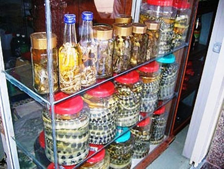 Đến Quảng Bình thưởng thức đặc sản Đẻn biển - 2 Rượu tiết Đẻn có hương vị hơi chát và ấm nồng