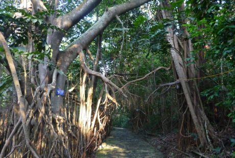 Con đường phủ bóng mát của những gốc đa, gốc si trăm tuổi