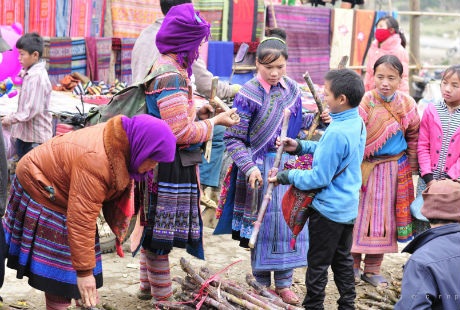  Mía “ xương gà” có thân màu vàng tím, mềm thơm,
ngọt dịu.