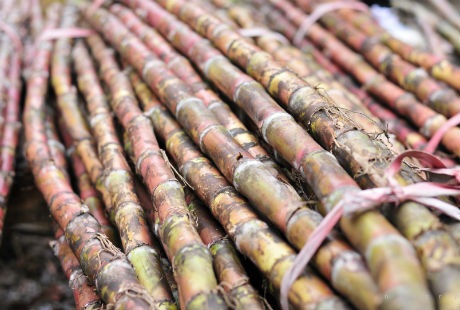  Mía “ xương gà” có thân màu vàng tím, mềm thơm,
ngọt dịu.