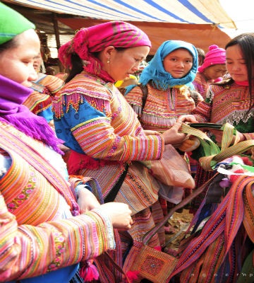 Chim ngũ sắc giá 100k/con. Các loài chim khác quý hiếm hơn giá có thể lên tới vài triệu.