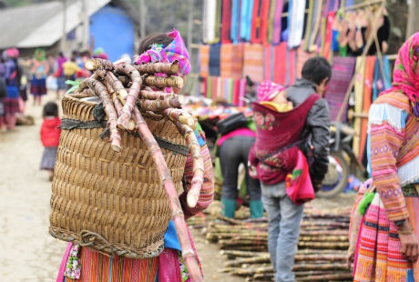  Mía “ xương gà” có thân màu vàng tím, mềm thơm,
ngọt dịu.