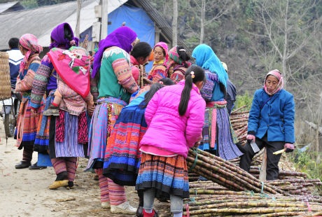 Giá mía từ khoảng 50-70.000đ/ bó 10 cây.