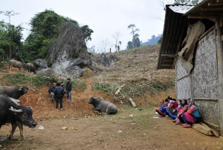 Một con trâu có thể cày cấy được trong 20 năm.
