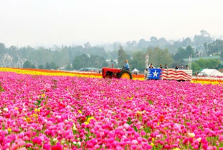 5 cánh đồng hoa đẹp như chốn thiên đường - 9 5 cánh đồng hoa trên thế giới đẹp như chốn thiên đường