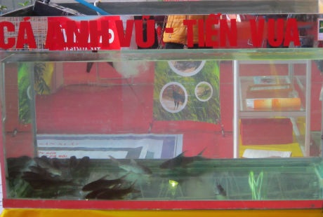 Cá Anh Vũ tiến Vua có giá bán 500.000 đồng/ con các giống.