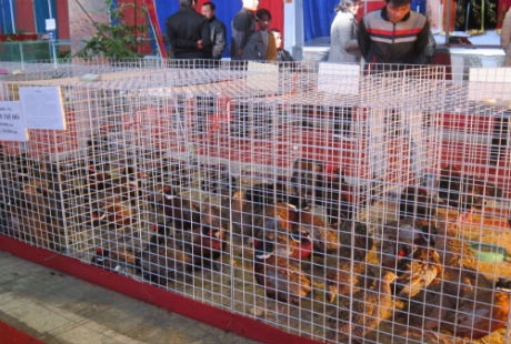 Vịt Uyên Ương cũng được trưng bày tại triển lãm