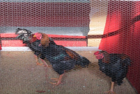 Gà Đông Tảo có đặc điểm thịt ngon, hấp dẫn riêng biệt nên được nhiều người ưa chuộng.