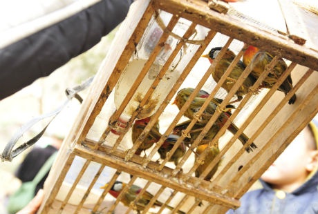 Chim ngũ sắc giá 100k/con. Các loài chim khác quý hiếm hơn giá có thể lên tới vài triệu.