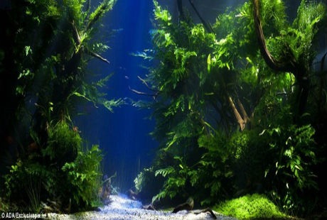  Tác phẩm nghệ thuật của Truong Thinh Ngo, Việt Nam giành giải nhất