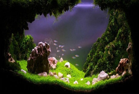 Khung cảnh đẹp như mơ, những chú cá là những “cư dân” may mắn