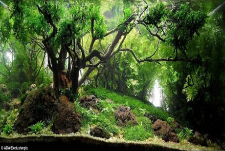 Cỏ cây trông thật bắt mắt