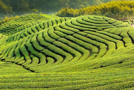 Hang Sơn Đoòng tiếp tục được vinh danh vì “đẹp không thể tin nổi” - 5 Vườn chè Ba Gua ở Đài Loan